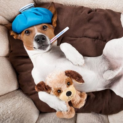 درمان آنفلونزا سگ