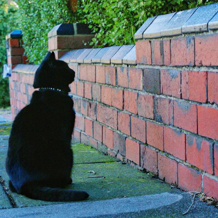 چرا گربه به دیوار نگاه می کنند