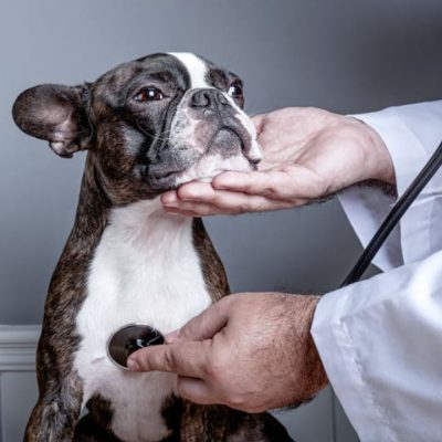 درمان بیماری قلبی سگ
