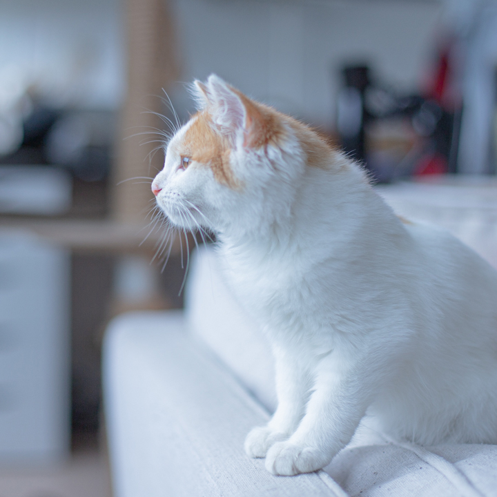 درمان کوکسیدیا در گربه ها