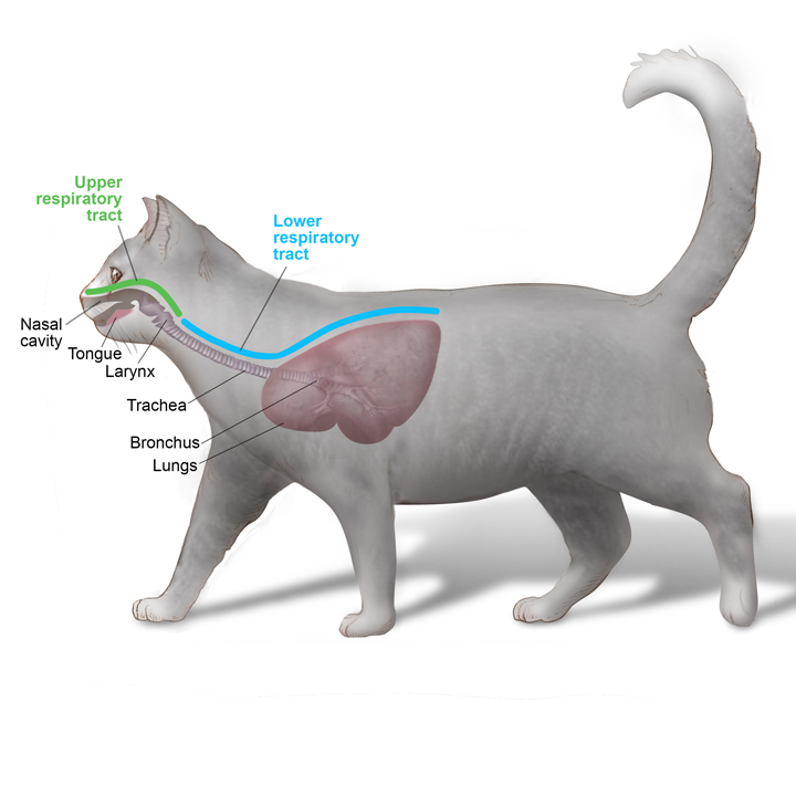 بررسی دستگاه تنفسی گربه