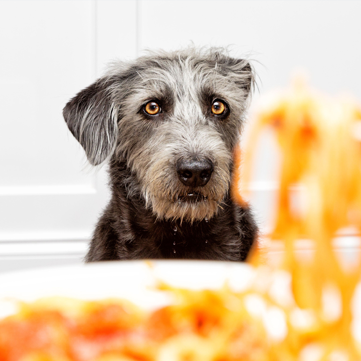 مضرات اسپاگتی برای سگ