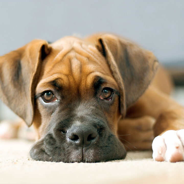بررسی بارتونلوزیس در سگ ها
