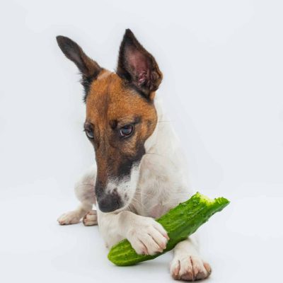 چرا باید سگ خیار بخورد